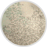 Colloidal silicate 1